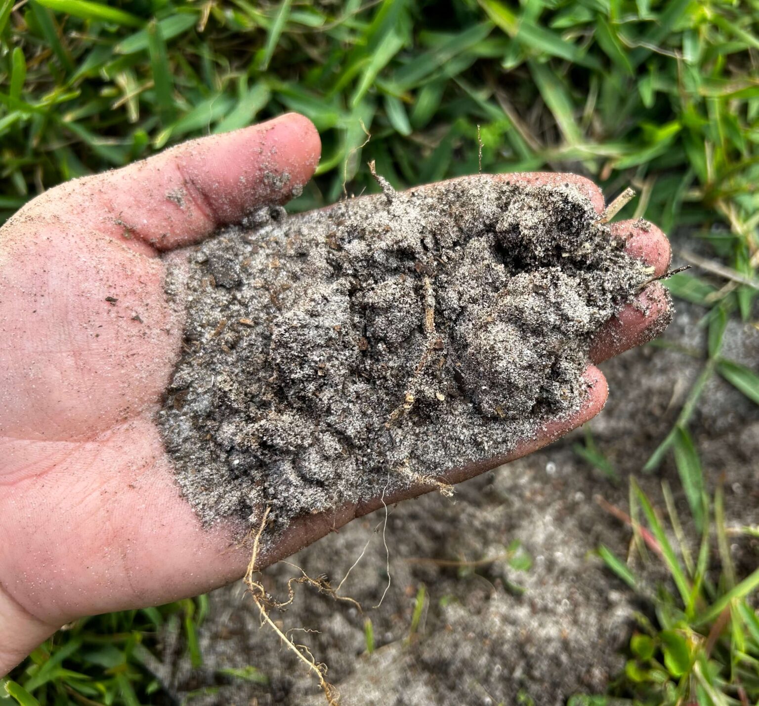 The Ultimate Guide to Growing Mango Trees