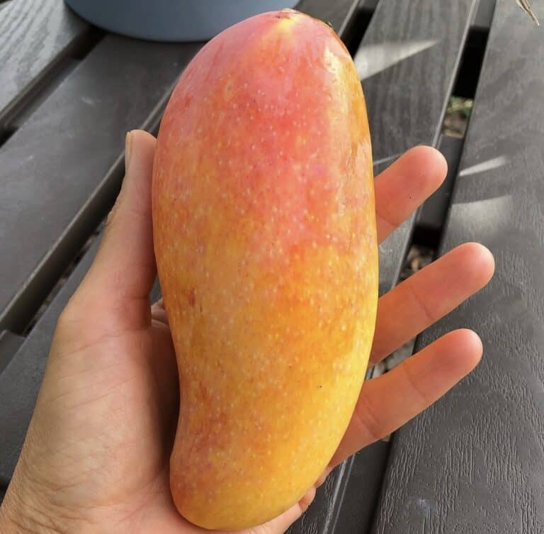 Maha Chanok Mango Grow Guide - Tropical Tree Guide