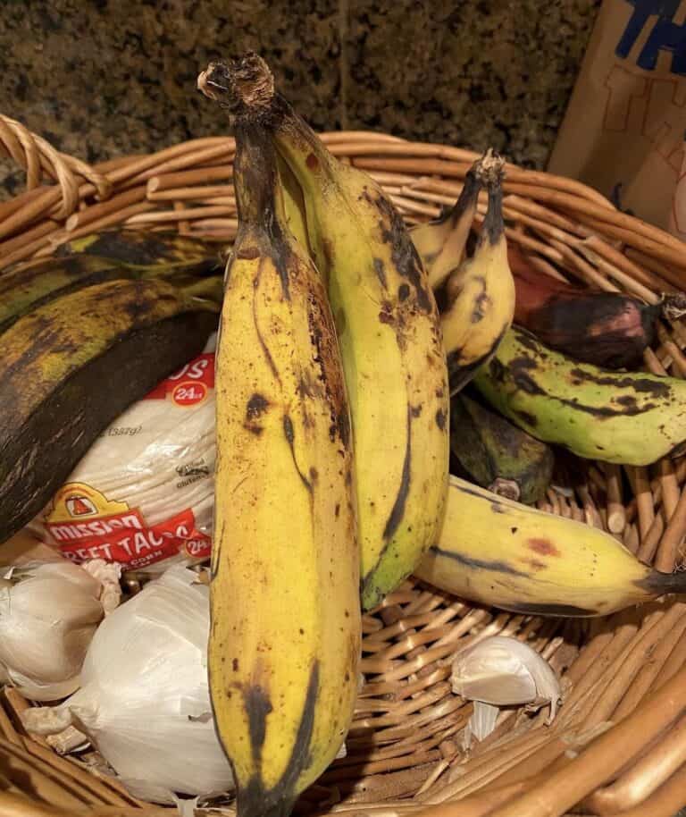 Gros Michel Banana Grow Guide Tropical Tree Guide