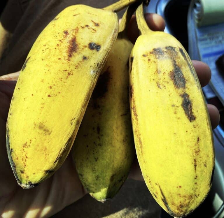 Ice Cream (Blue Java) Banana Grow Guide - Tropical Tree Guide