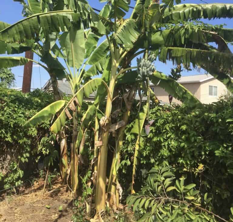 Ice Cream (Blue Java) Banana Grow Guide - Tropical Tree Guide